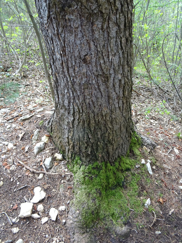 Cedrus deodara ?